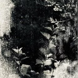 1867 - Photographie numérique, 150cm x 60cm, 2020, nouvelle série "A travers de la Serre" - 1 000 € 