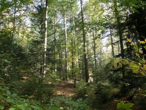 Affiche Les valorisations du bois cévenol 
