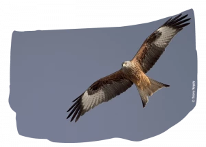 Affiche Invitation au dortoir du Milan royal