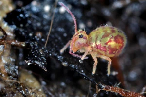 Affiche Qui vit sous nos pieds ?