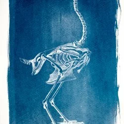 Squelette d'autruche - Cyanotype n°1/30 - LA MAISON BLEUE 