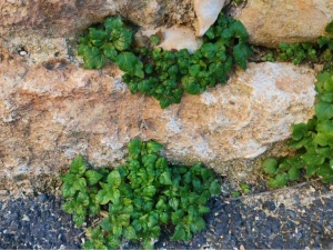 Affiche Plantes sauvages des murs et des trottoirs