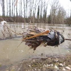 Laisse de crue - Marion Albert 