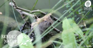 Affiche 13/09 - Sur les traces du Campagnol amphibie