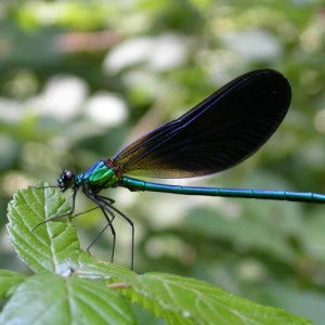 Affiche [Sortie nature] A la découverte des libellules et demoiselles