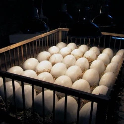 Incubation - Incubation — 2001 — Technique mixte — 170x250x180cm - ©J-M de Sauverzac 