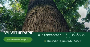 Affiche Sylvothérapie - Une journée en forêt à la rencontre du Chêne