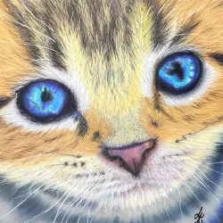 BOILE DE POILS - ZOOM SUR LE REGARD D UN CHATON - Vendu 