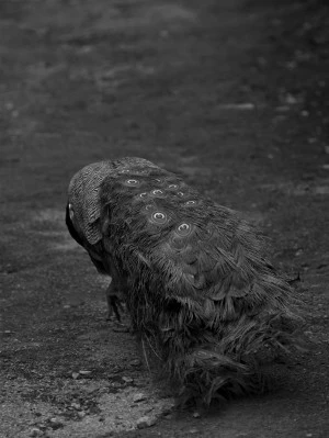 Affiche Exposition de Nolwenn Brod - Ainsi sont-ils