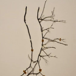 métamorphoses, musée de Lodève 2023 - branches de rosierde banks, encre de chine - violaine Laveaux 