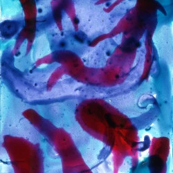 Arche - projection de 80 dessins sur verre (diapositive) - photo par Lise Chevalier 