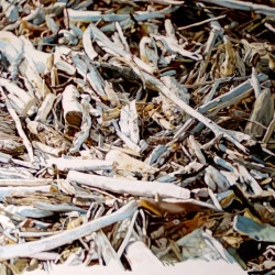 bois - huile sur toile 100X81cm 1985