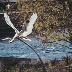 Heron - Sculpture lumineuse en inox poli et acrylique de 4 m d'envergure. Exposition permanente Durham UK
