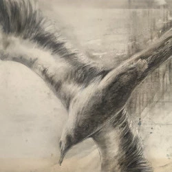 goéland - dessins sur carton usagé. crayon graphite, cendres et pierre noire. 57 x 80 cm.