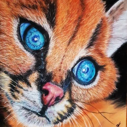 BLUE EYES - ZOOM SUR LE REGARD D UN CARACAL - PASTEL SUR PAPIER - Vendu 