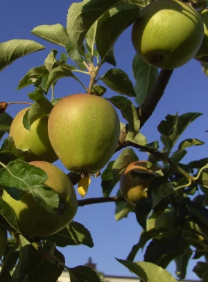 Affiche Stage : Taille des arbres fruitiers
