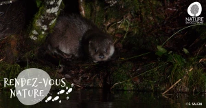 Affiche 12/04 - Loutre y es-tu ?