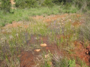 Affiche A la découverte des zones humides 