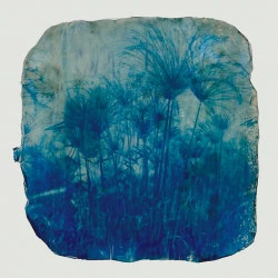 Cyperus Papyrus L. De la série Wild Flowers From Palestina (Photographies d'archives) - Cyanotype sur cellulose bactérienne. 12 x 12 cm. - Berta Ibáñez - 2025 