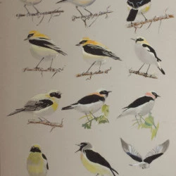 Traquets oreillards - Dessin mine graphite, feutre et gouache, A3