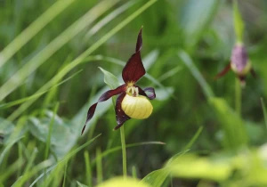 Affiche De Vénus en sabots au bain de la fée de Banicous