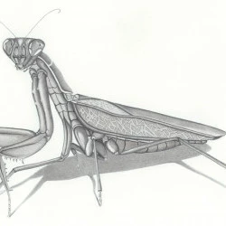 The Preying Mantis - Fusain et Crayon sur papier - Carrie Mancuso 