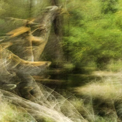 Printemps 3 - Philippe Cadu 