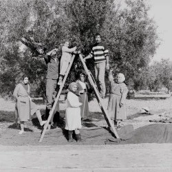 Cueilleuses(eurs) d'olives Tunisie, série des groupes hommes et femmes au travail - Tirage argentique sur papier baryté, 30x30cm - Cruchet Dominique 