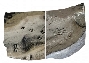 Affiche Sur les traces et indices des mammifères sauvages