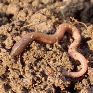 Affiche Sorties Nature - Trame brune - dans les sous-sols de la Terre