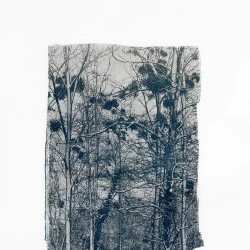 Untitled - Cyanotype viré au maté. 70 x 49,5 cm - Berta Ibáñez - 2024 