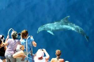 Que ce soit pour découvrir la côte catalane ou pour admirer les dauphins, Navivoile fait le bonheur de ses passagers