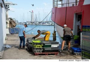 Sathoan, la coopérative des pêcheurs de Sète, est la première à décrocher en France l'écolabel Pêche durable