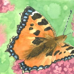 Petite tortue - Aqaurelle d'un papillon, la petite tortue, butinant une fleur de valériane - Julia Badaroux 