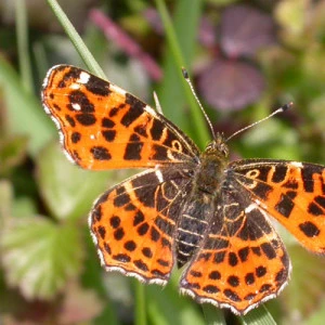 Affiche [Atelier enfants] Les secrets du peuple à six pattes