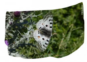 Affiche CONFERENCE : « Papillons des Pyrénées et des Hautes-Pyrénées »