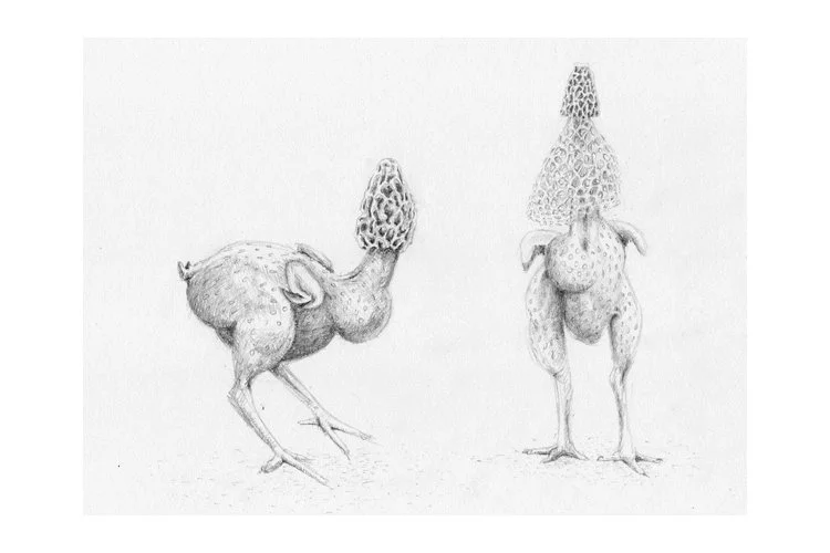  Poulet champignon - 2020, Dessin, crayon graphite, 30x28 cm - DR 