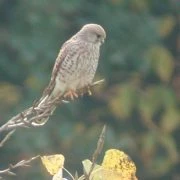 Affiche Rapaces diurnes