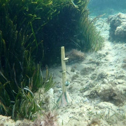 Flûte, Mythologie du corail - photographie sous-marine, céramique immergée dans la mer de Sciacca (Sicile) Agrigente Capitale Italienne de la Culture 2025 - Lise Chevalier 