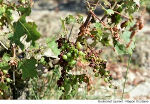 La Région est aussi venue en aide aux exploitations audoises touchées par les catastrophes naturelles