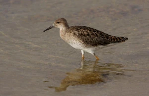 Affiche Observation des oiseaux au lac de Puydarrieux