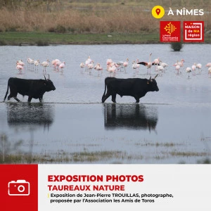 Affiche Exposition « Taureaux nature » par Jean-Pierre TROUILLAS, photographe