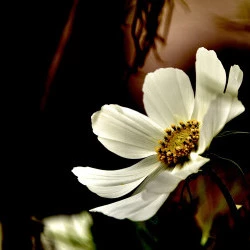 JDF 67 - Jardin de France