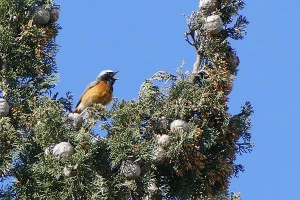 Affiche Initiation aux chants d'oiseaux des villages