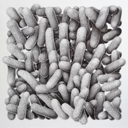 Main Blanche - Stylo bille sur papier - 30x30cm - 2024