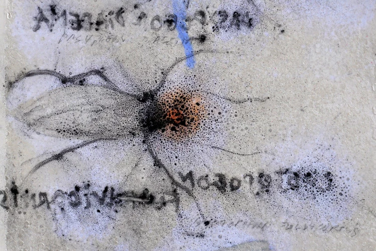 Qasypogon diadema, Cyrtopogon fulvicornis 76 x 56 cm. - Les sauvageon.ne.s, une encyclopédie évanouie, qasypogon_diadema_cyrtopogon_fulvicornis2026, dessin inversé, poudre de graphite, papier de soie, r - Bernard Rousseau 