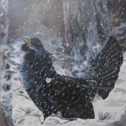 Cri d'amour dans la neige - Grand tétras. Huile sur toile. 80 x 80 cm - Photo des réserves naturelles catalanes 