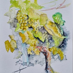  RACIMUS VIII - 2026 Aquarelle et Bleu Isatis Tinctoria sur papier 425gr 36x48 - adagp 