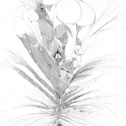 Plume de Paon - dessin au trait - 50 x 65 cm - Catherine Ornon 