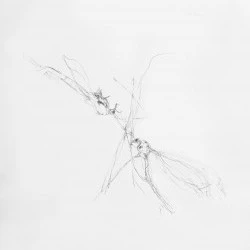 2 mouches - dessin - 30 x 40 cm , crayon sur papier 2022 